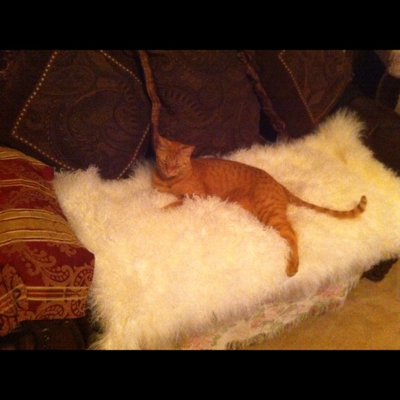 Meet your Posher, Kelly - Picture 6 of 7